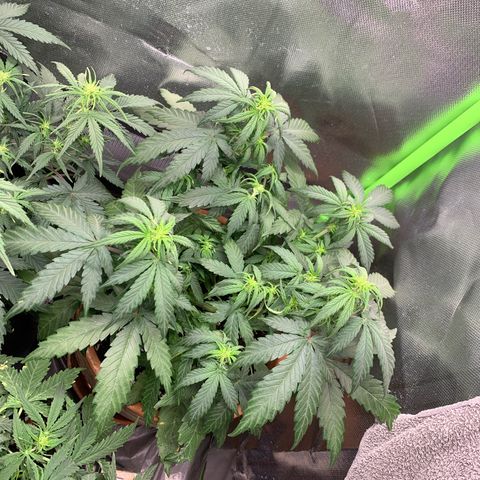 Sunset Sherbet Automatic growlog photo: Nach Gießen 