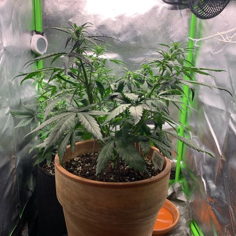 Sunset Sherbet Automatic growlog photo: Leichtest LST