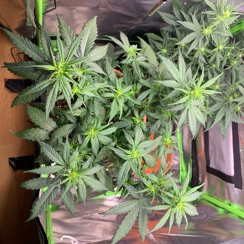 Sunset Sherbet Automatic growlog photo: Leichtest LST