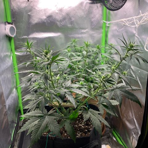 Amnesia Zkittlez Auto growlog timeline photo