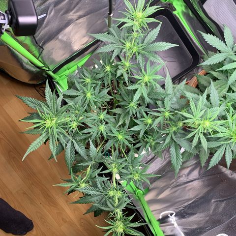 Amnesia Zkittlez Auto growlog timeline photo