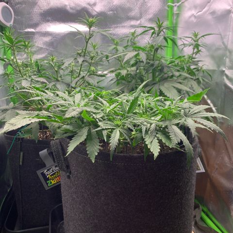 Watermelon Zkittlez Auto growlog timeline photo