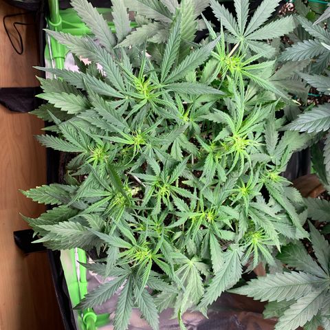 Watermelon Zkittlez Auto growlog timeline photo