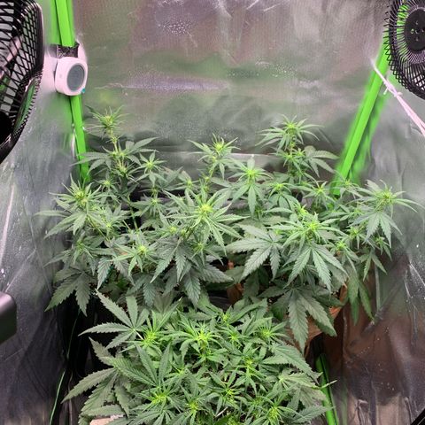 Amnesia Zkittlez Auto growlog timeline photo