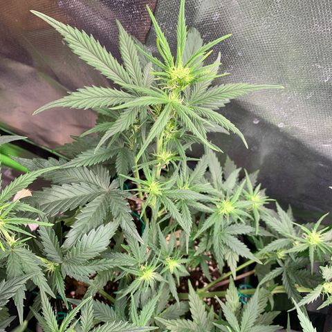 Amnesia Zkittlez Auto growlog timeline photo
