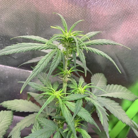 Sunset Sherbet Automatic growlog timeline photo