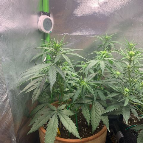 Sunset Sherbet Automatic growlog timeline photo