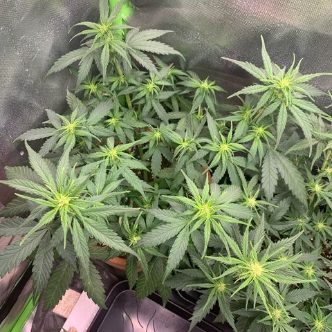 Sunset Sherbet Automatic growlog timeline photo