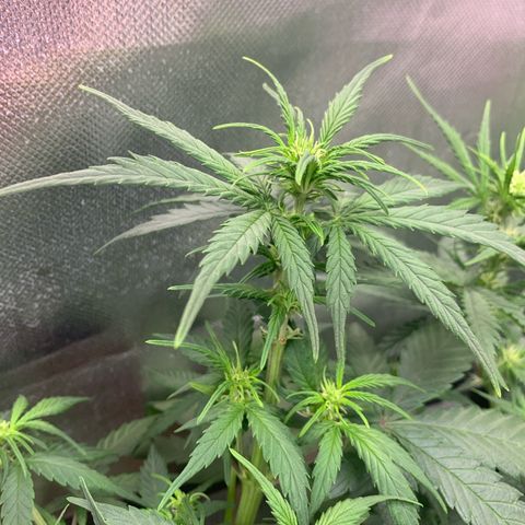 Sunset Sherbet Automatic growlog timeline photo