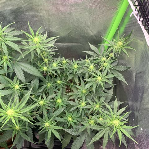 Amnesia Zkittlez Auto growlog timeline photo