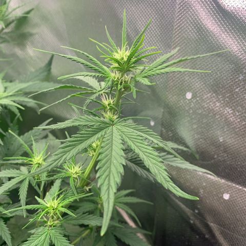 Amnesia Zkittlez Auto growlog timeline photo