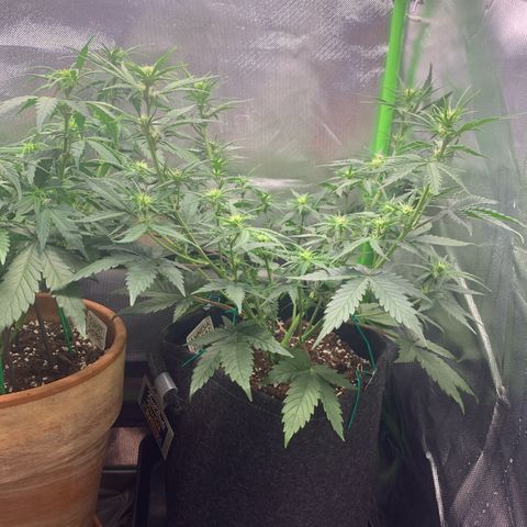 Amnesia Zkittlez Auto growlog timeline photo