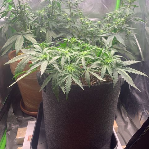Watermelon Zkittlez Auto growlog timeline photo