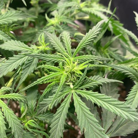 Watermelon Zkittlez Auto growlog timeline photo