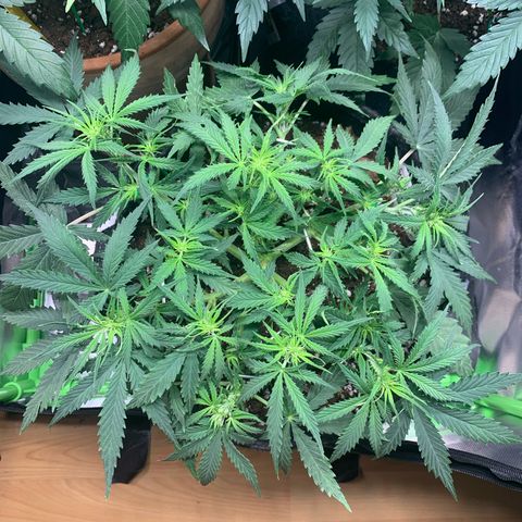 Watermelon Zkittlez Auto growlog timeline photo