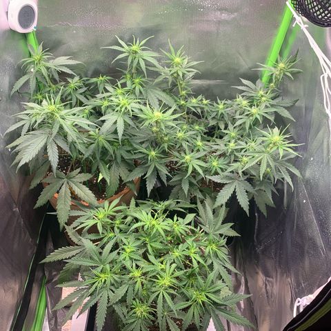 Amnesia Zkittlez Auto growlog timeline photo