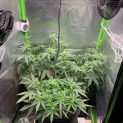 Amnesia Zkittlez Auto growlog timeline photo