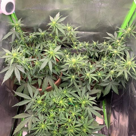 Amnesia Zkittlez Auto growlog timeline photo