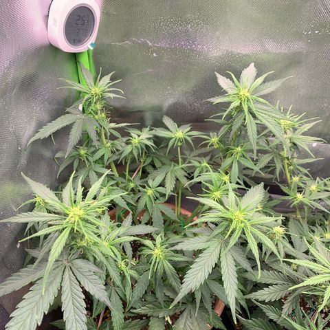 Sunset Sherbet Automatic growlog timeline photo
