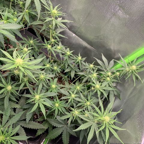 Amnesia Zkittlez Auto growlog timeline photo