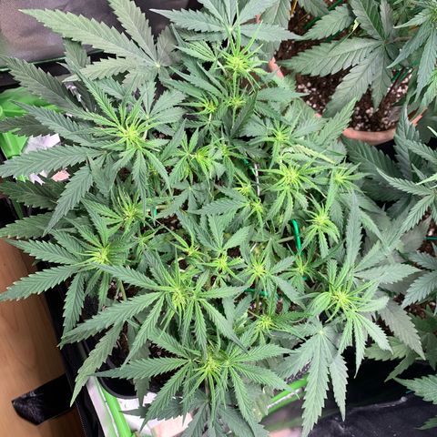 Watermelon Zkittlez Auto growlog timeline photo