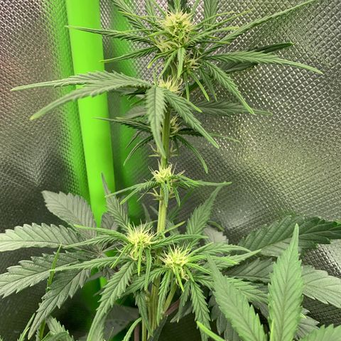 Amnesia Zkittlez Auto growlog timeline photo