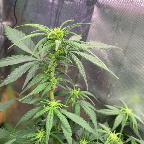 Sunset Sherbet Automatic growlog timeline photo