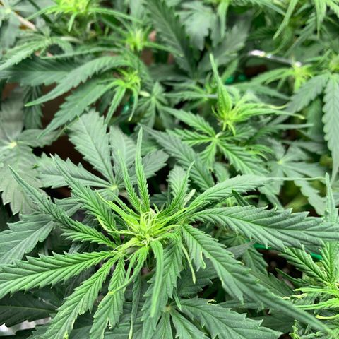 Watermelon Zkittlez Auto growlog timeline photo