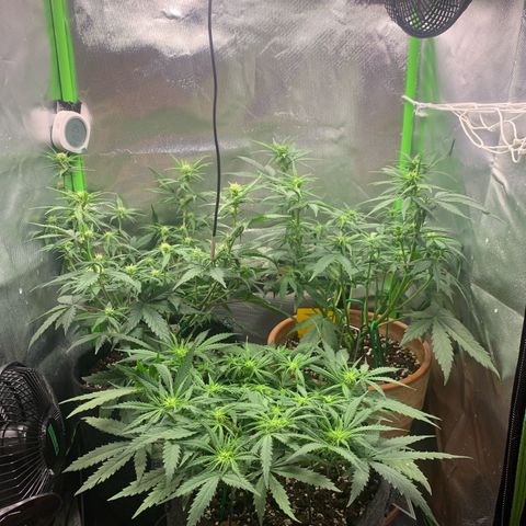 Amnesia Zkittlez Auto growlog timeline photo