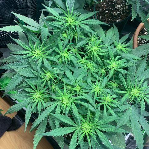 Watermelon Zkittlez Auto growlog timeline photo