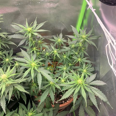 Sunset Sherbet Automatic growlog timeline photo