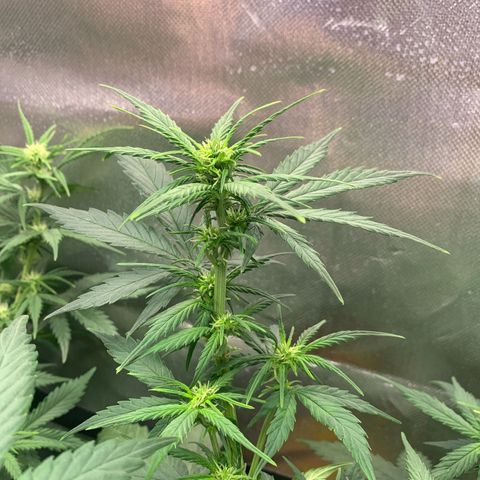 Sunset Sherbet Automatic growlog timeline photo