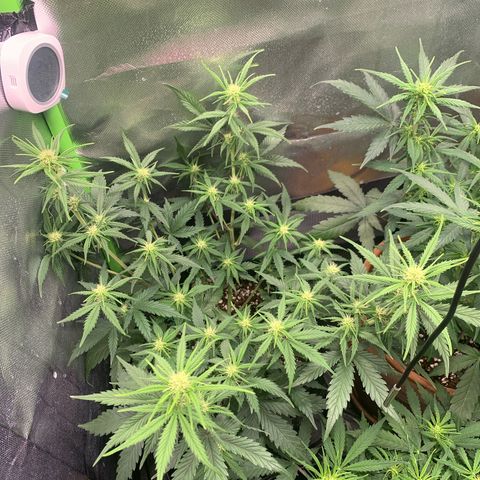 Amnesia Zkittlez Auto growlog timeline photo