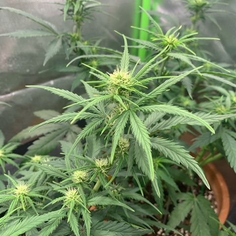 Amnesia Zkittlez Auto growlog timeline photo