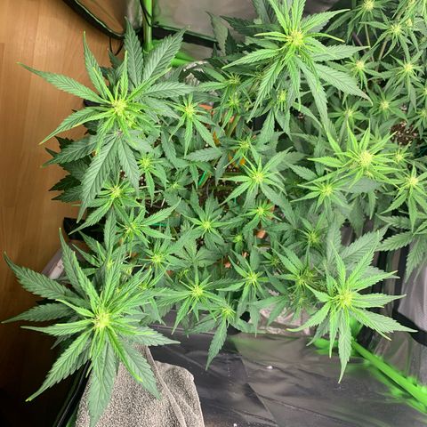 Sunset Sherbet Automatic growlog timeline photo