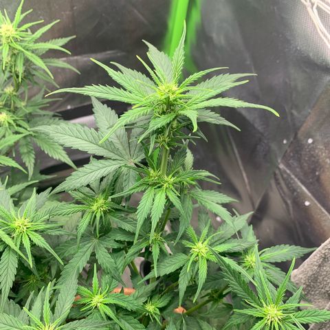 Sunset Sherbet Automatic growlog timeline photo