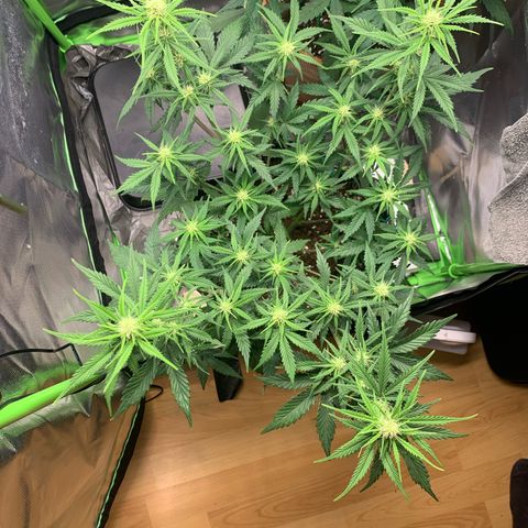 Amnesia Zkittlez Auto growlog timeline photo