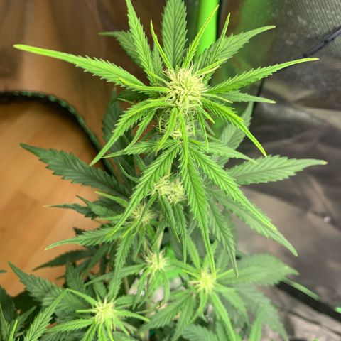 Amnesia Zkittlez Auto growlog timeline photo