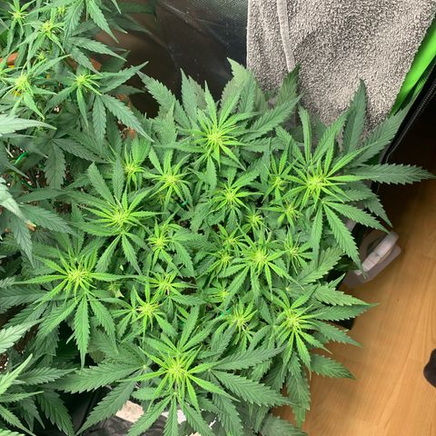 Watermelon Zkittlez Auto growlog timeline photo