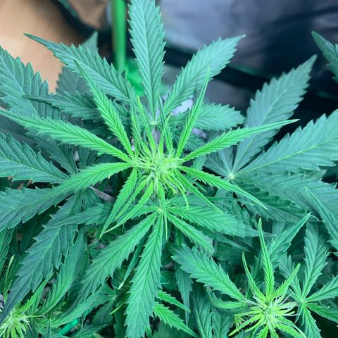 Watermelon Zkittlez Auto growlog timeline photo