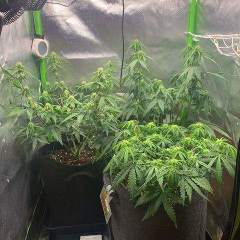 Amnesia Zkittlez Auto growlog timeline photo