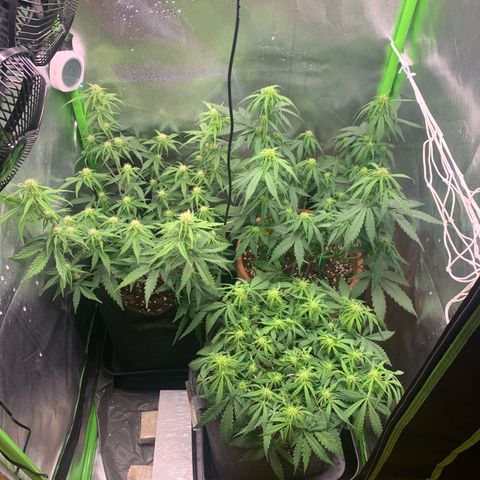 Amnesia Zkittlez Auto growlog timeline photo