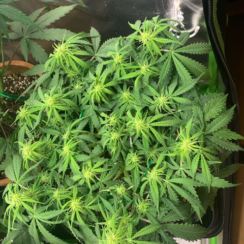 Watermelon Zkittlez Auto growlog timeline photo