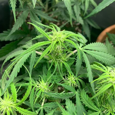 Watermelon Zkittlez Auto growlog timeline photo