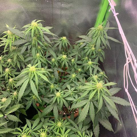 Sunset Sherbet Automatic growlog timeline photo