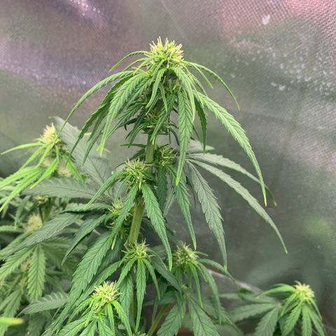 Sunset Sherbet Automatic growlog timeline photo