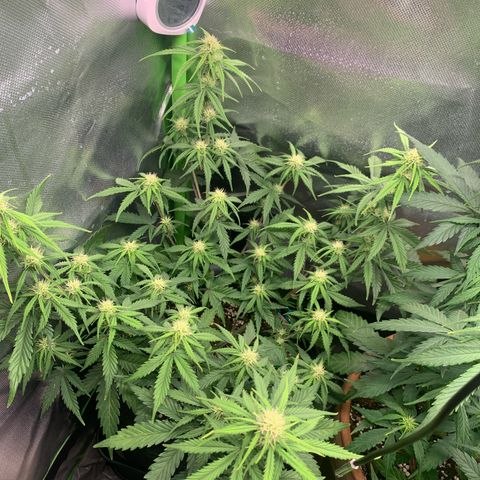 Amnesia Zkittlez Auto growlog timeline photo