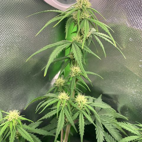 Amnesia Zkittlez Auto growlog timeline photo