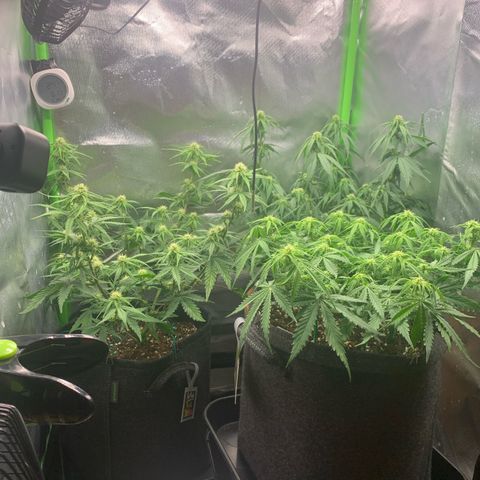 Amnesia Zkittlez Auto growlog timeline photo