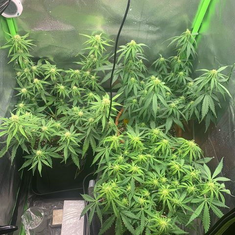 Amnesia Zkittlez Auto growlog timeline photo